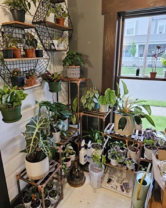 Interior plant displays