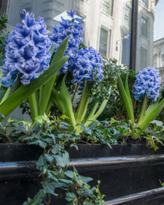 Exterior plant displays