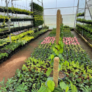 Plants, Trees and Shrub